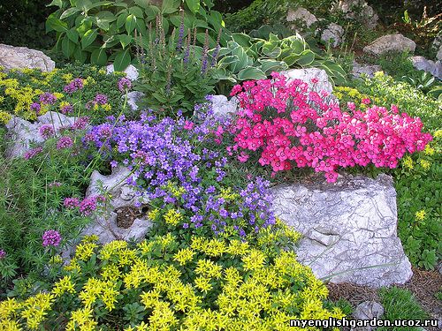 цветы на альпийской горке