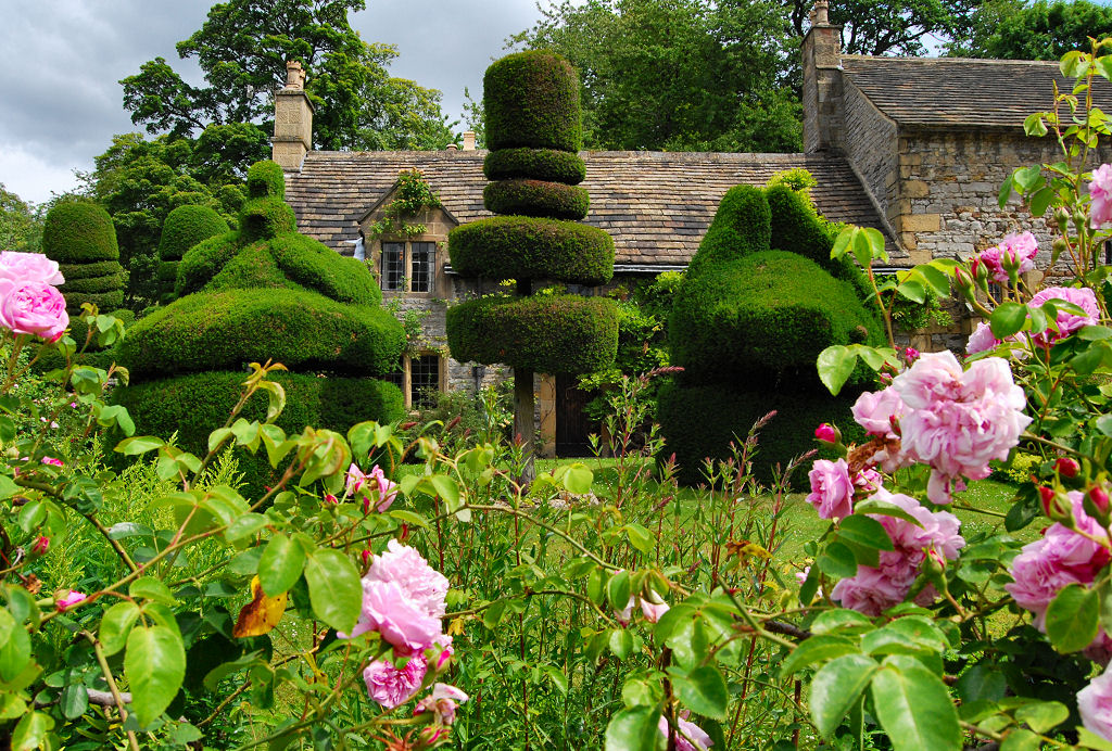 розы в саду, сад в Англии